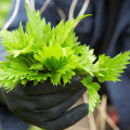 The Surprising Benefits of Nettle on Blood Sugar Levels