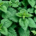 The Benefits of Nettle Tea for Kidneys and Liver