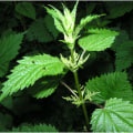 The Benefits and Safety of Nettle: An Expert's Perspective