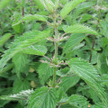 The Power of Nettles: How This Herbal Plant Can Improve Blood Circulation