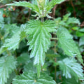 The Power of Nettle: How This Plant Cleanses Your Blood