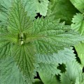 The Ultimate Guide to Eating Stinging Nettles