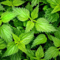 The Healing Power of Nettle: A Comprehensive Guide to its Detoxifying Properties