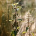 The Truth About Stinging Nettle: Separating Fact from Fiction