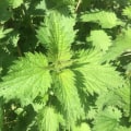 The Dark Side of Nettle: Uncovering its Adverse Effects