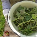 The Incredible Benefits of Nettle: A Comprehensive Guide to its Detoxifying Powers