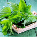 The Benefits of Nettle Tea for Kidney Health