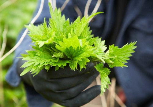 The Surprising Benefits of Nettle on Blood Sugar Levels