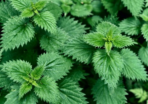 The Benefits of Nettle Tea for Kidneys and Liver