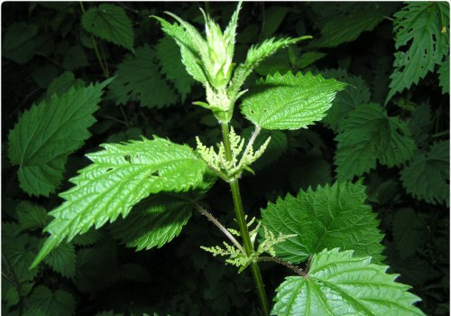 The Benefits and Safety of Nettle: An Expert's Perspective