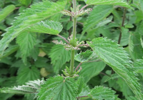 The Power of Nettles: How This Herbal Plant Can Improve Blood Circulation