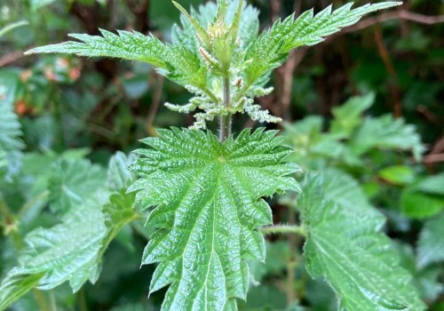 The Power of Nettle: How This Plant Cleanses Your Blood