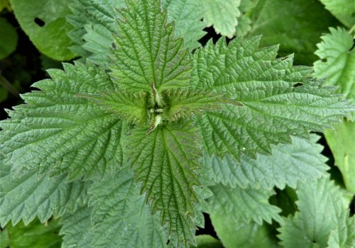 The Ultimate Guide to Eating Stinging Nettles