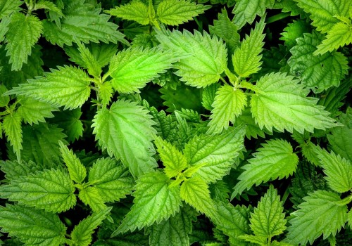 The Healing Power of Nettle: A Comprehensive Guide to its Detoxifying Properties