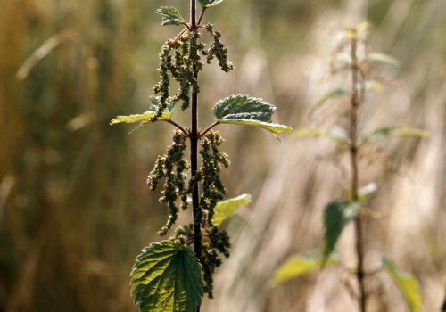 The Truth About Stinging Nettle: Separating Fact from Fiction