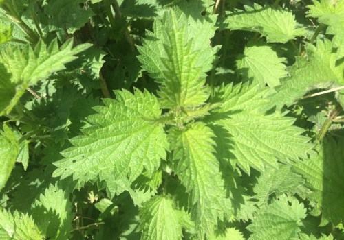 The Dark Side of Nettle: Uncovering its Adverse Effects