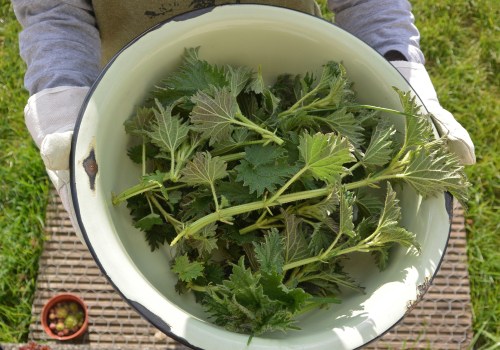 The Incredible Benefits of Nettle: A Comprehensive Guide to its Detoxifying Powers