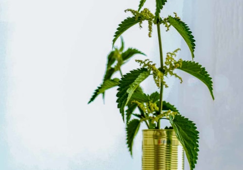 The Incredible Benefits of Nettle: A Herbal Expert's Perspective