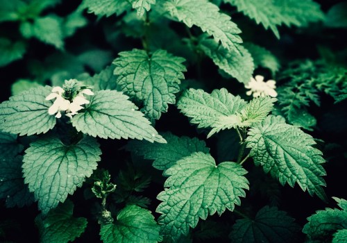 The Dangers of Nettle Tea: Who Should Avoid It?