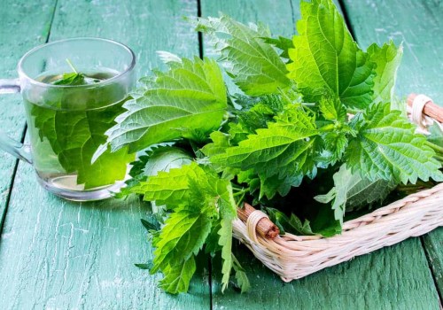 The Benefits of Nettle Tea for Kidney Health